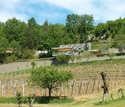 Istrian wine roads
